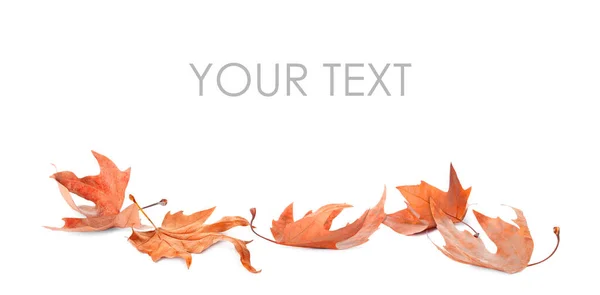 Падіння Осіннього Листя Білому Тлі Пробіл Вашого Тексту — стокове фото