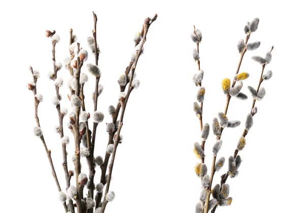 바탕에 솜털로 꽃이삭이 버드나무 가지들 — 스톡 사진