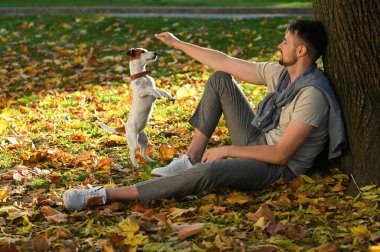 Sonbahar parkında Jack Russell Terrier 'ı olan adam. Köpek gezdirme