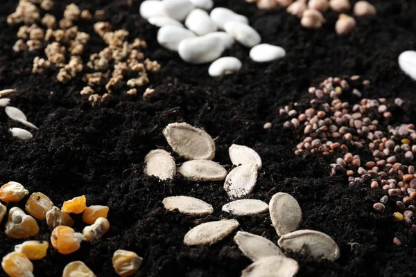 Different Seeds Fertile Soil Closeup Vegetables Growing — Stok fotoğraf