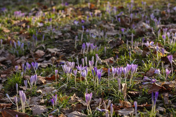 Many Beautiful Bright Crocus Flowers Growing Outdoors — Stock Photo, Image