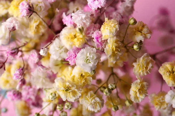 분홍색 배경에는 아름다운 초파리 발하고 꽃봉오리가 — 스톡 사진