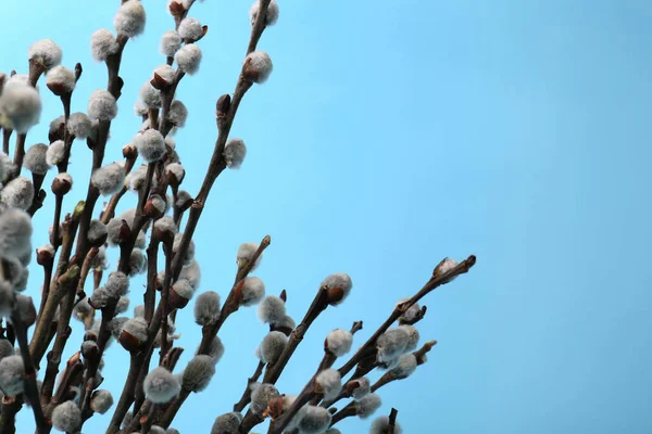 stock image Beautiful blooming willow branches on light blue background, closeup. Space for text