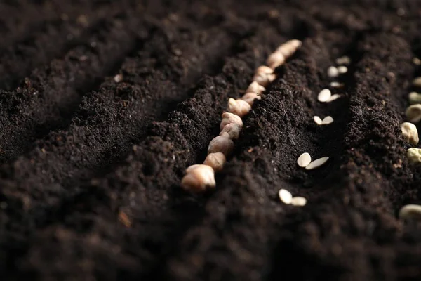 Rows Vegetable Seeds Fertile Soil Closeup — Stock Photo, Image
