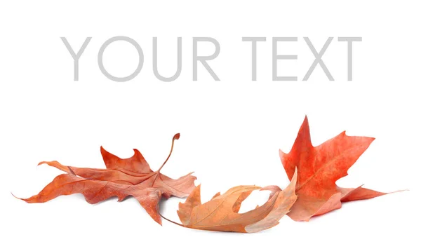 Frunzele Toamnă Căzute Fundal Alb Spațiu Pentru Textul Tău — Fotografie, imagine de stoc