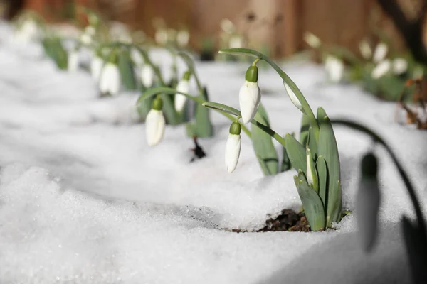 Hermosas Gotas Nieve Flor Creciendo Nieve Aire Libre Espacio Para —  Fotos de Stock