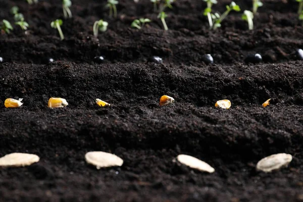 Different Seeds Fertile Soil Closeup Vegetables Growing — Foto de Stock