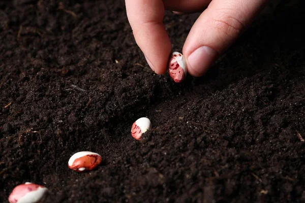 Woman Planting Beans Fertile Soil Closeup Vegetable Seeds — Foto de Stock