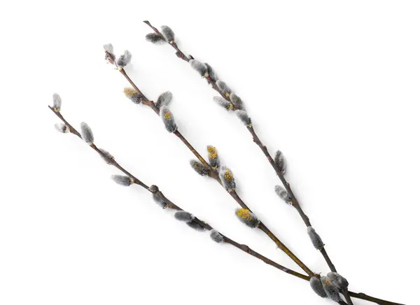 Beautiful Pussy Willow Branches Flowering Catkins Isolated White Top View — Stok fotoğraf