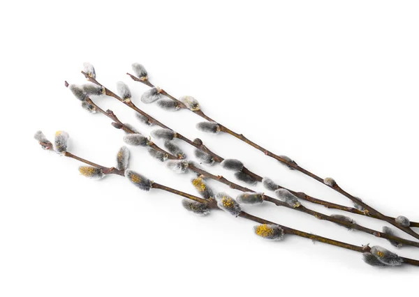 Beautiful Pussy Willow Branches Flowering Catkins Isolated White — 스톡 사진