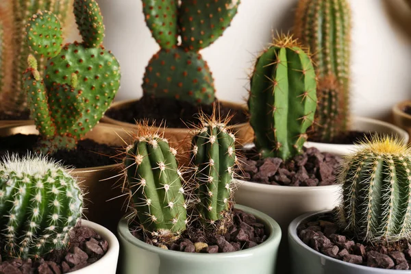 Muchos Cactus Hermosos Diferentes Contra Pared Beige Primer Plano — Foto de Stock