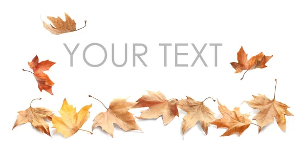 Folhas Outono Caindo Sobre Fundo Branco Espaço Para Seu Texto — Fotografia de Stock