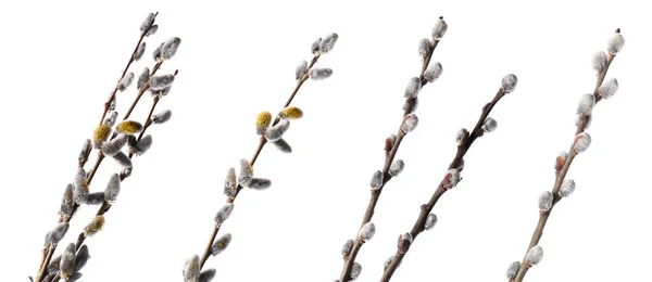 Ветви Ивы Пушистыми Кексами Изолированными Белом — стоковое фото