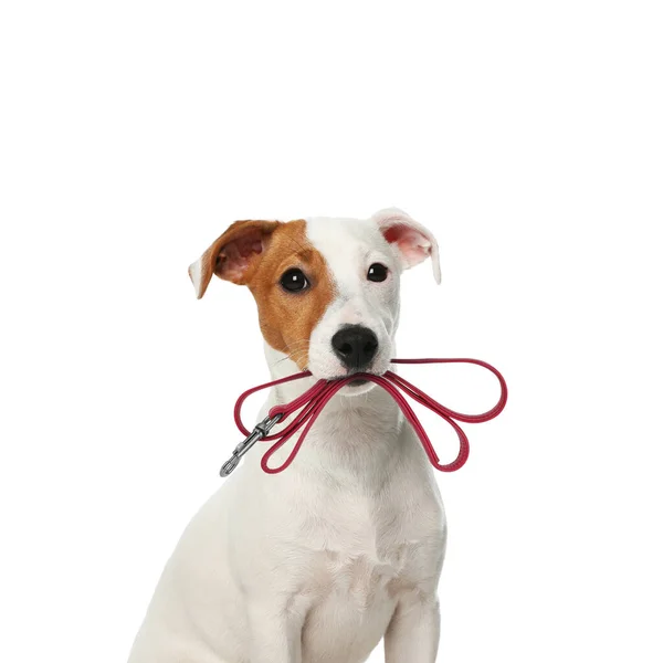 Beyaz Arka Planda Ağzında Tasma Tutan Şirin Jack Russell Terrier — Stok fotoğraf