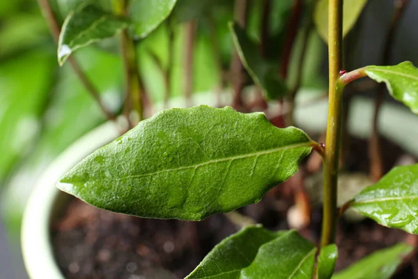 Bay tree with green leaves growing on blurred background, closeup