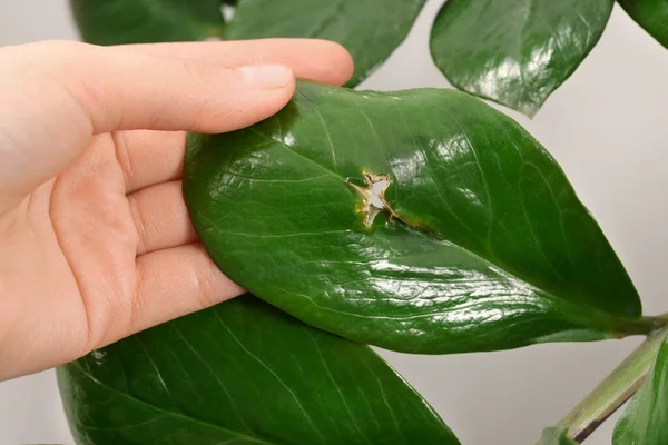 stock image Woman touching houseplant with damaged leaf, closeup