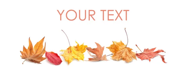 Padlé Podzimní Listy Bílém Pozadí Mezera Pro Text — Stock fotografie