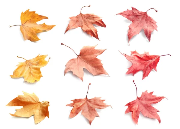 Коллаж Опавшими Осенними Листьями Белом Фоне — стоковое фото