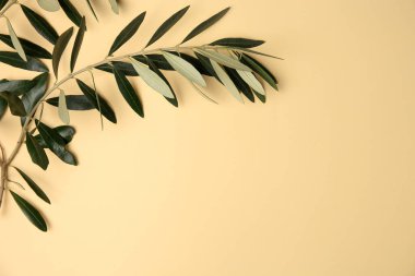 Taze yeşil zeytin yapraklı dal bej arka planda, üst manzara. Metin için boşluk