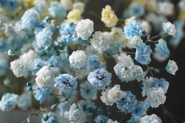 Många Vackra Färgade Zigenare Blommor Mörkgrå Bakgrund Närbild — Stockfoto