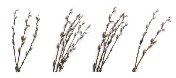 바탕에 솜털로 꽃이삭이 버드나무 가지들 — 스톡 사진