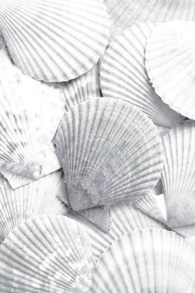 Many Seashells Background Top View Black White Effect — Stock Photo, Image