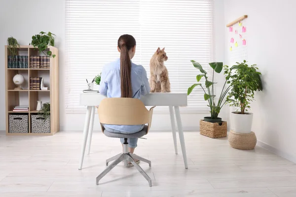 Woman with beautiful cat working at desk in room, back view. Home office
