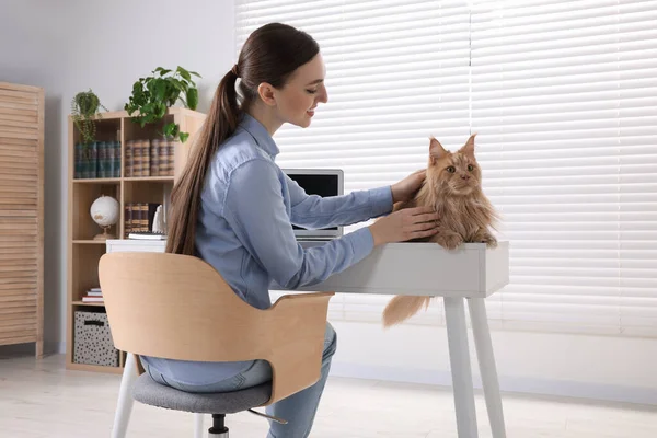 Woman stroking beautiful cat at desk in room. Home office