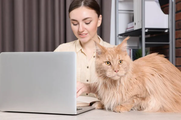 Woman working at desk, focus on cat. Home office