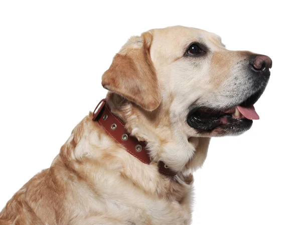 可爱的拉布拉多猎犬 白底狗领子 — 图库照片