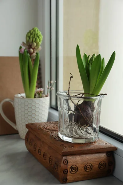 Beautiful Bulbous Plants Windowsill Indoors Spring Time — Stok Foto