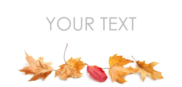 Gevallen Herfstbladeren Witte Achtergrond Ruimte Voor Tekst — Stockfoto