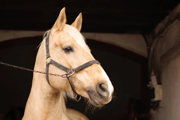 Αξιολάτρευτο Άλογο Χαλινάρια Στο Στάβλο Όμορφο Εξημερωμένο Κατοικίδιο — Φωτογραφία Αρχείου