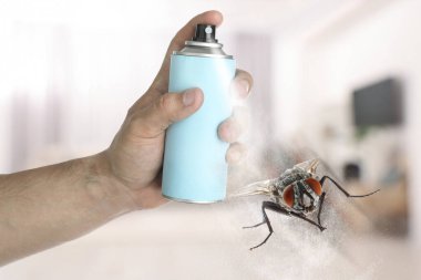 Man spraying insect aerosol on fly in room, closeup clipart