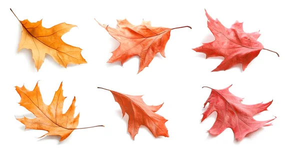 Collage Mit Fallenden Herbstblättern Auf Weißem Hintergrund — Stockfoto