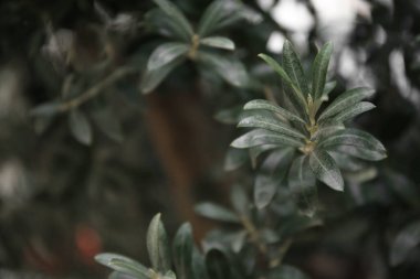 Taze yeşil yapraklı zeytin dalları bulanık arka planda, yakın plan