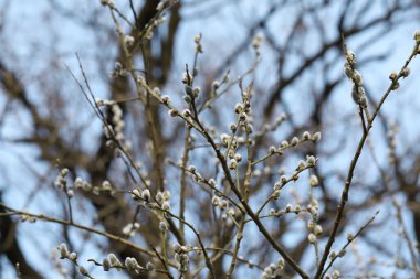 Beautiful pussy willow branches with catkins outdoors
