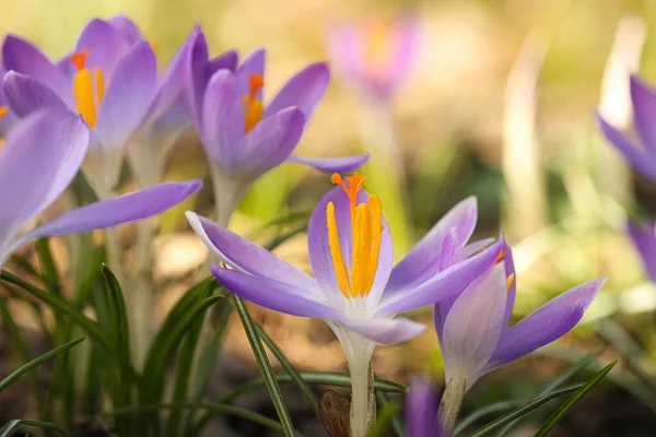 Красивые Крокус Цветы Растущие Открытом Воздухе Вид Крупным Планом — стоковое фото