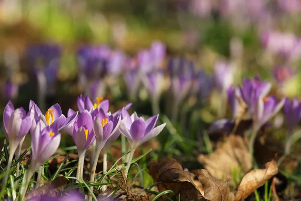 Many Beautiful Violet Crocus Flowers Growing Outdoors — Stock Photo, Image