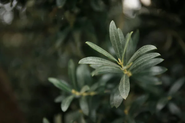 Taze Yeşil Yapraklı Zeytin Dalları Bulanık Arka Planda Yakın Plan — Stok fotoğraf