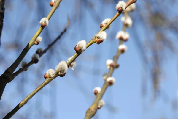 Beautiful Fluffy Catkins Willow Branches Blue Sky — Stock Photo, Image