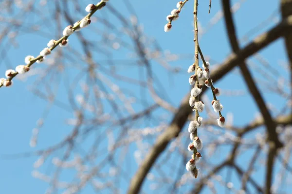 Beautiful Pussy Willow Branches Flowering Catkins Blue Sky Space Text — Stockfoto