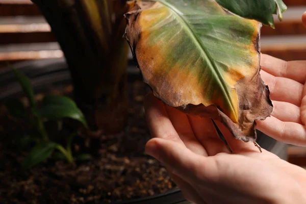 Man touching houseplant with damaged leaves indoors, closeup