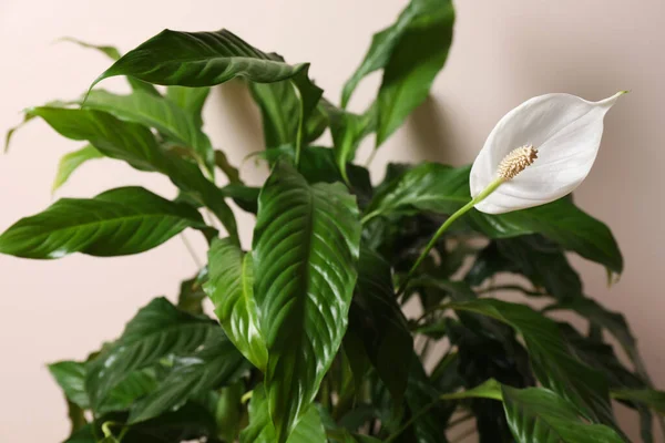 Schönes Spathiphyllum Auf Beigem Hintergrund Nahaufnahme Hausdekoration — Stockfoto