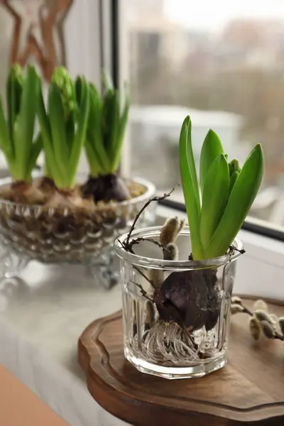 Spring Coming Beautiful Bulbous Plants Windowsill Indoors Royalty Free Stock Images