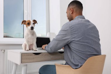 Jack Russell Terrier 'ın yanında çalışan genç adam.