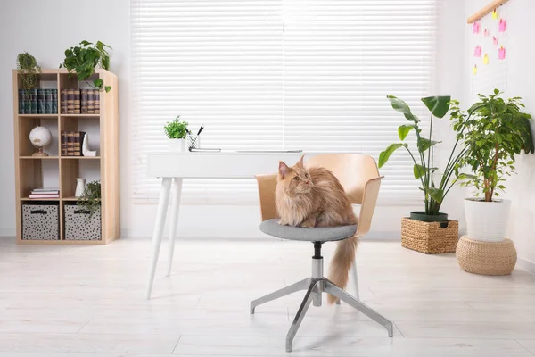 Όμορφη Γάτα Κάθεται Στην Καρέκλα Κοντά Στο Γραφείο Στο Σπίτι — Φωτογραφία Αρχείου