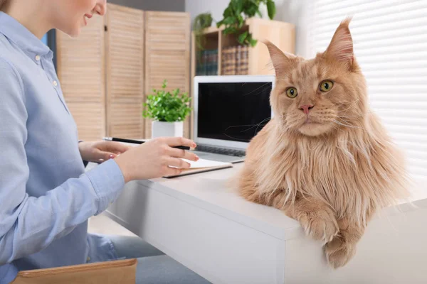 Woman working near beautiful cat at desk in room, closeup. Home office