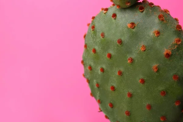 Vacker Grön Opuntia Kaktus Rosa Bakgrund Närbild Plats För Text — Stockfoto