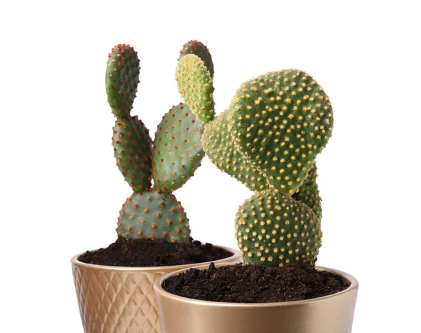 Indah Hijau Opuntia Cacti Dalam Pot Keramik Pada Latar Belakang — Stok Foto